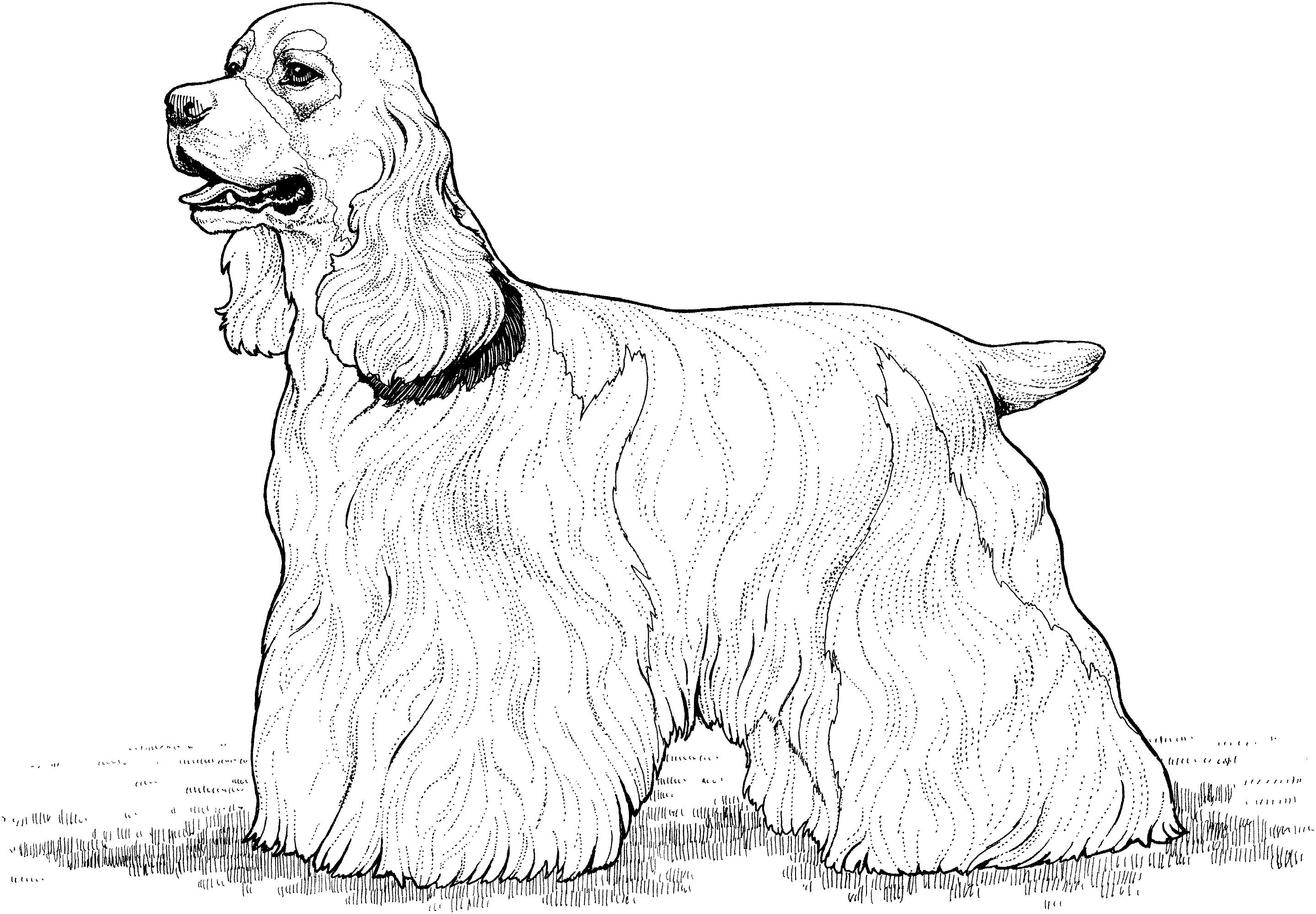 Раскраска Собака кокер-спаниель
